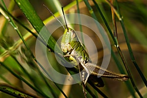 Grasshopper