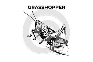 A Distinctive Grasshopper Silhouette for Multi-Format Design Projects. Vector Illustration
