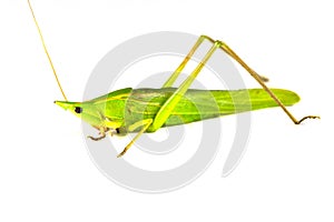 Grasshopper