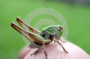 Grasshopper