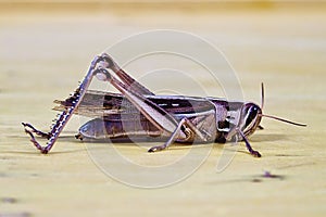 Grasshopper