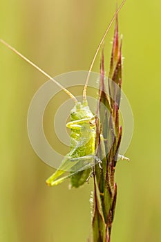 Grasshopper