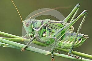 Grasshopper