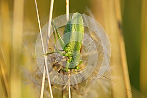 Grasshopper