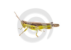 Grasshopper