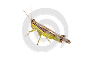 Grasshopper