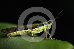 Grasshopper