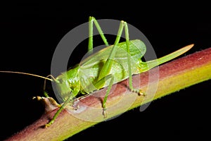 Grasshopper