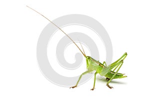 Grasshopper