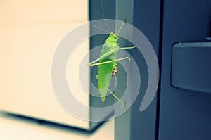 Grasshopper