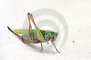 Grasshopper