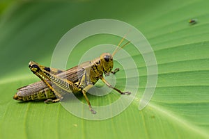 Grasshopper