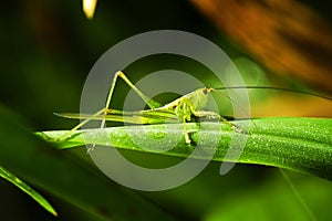 Grasshopper