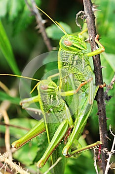 Grasshopper