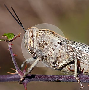 Grasshopper