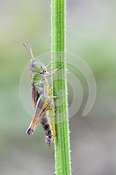 Grasshopper