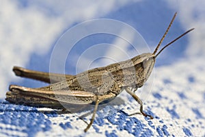 Grasshopper