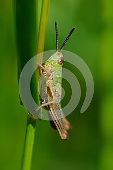 Grasshopper