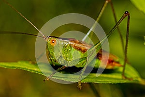 Grasshopper