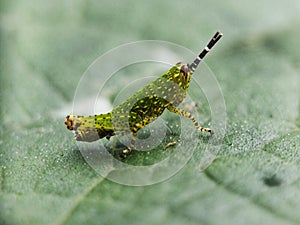 Grasshopper above on green leaves background with macro lens