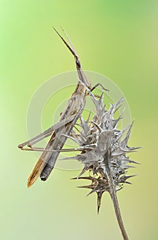 Grasshopper Acrida oxycephala