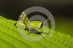 Grasshopper, Acrididaey, Aarey milk colony Mumbai