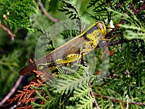 Grasshopper amongst leaves