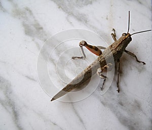 Grasshopper animal of class Insecta insects photo