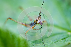 Grasshopper antena