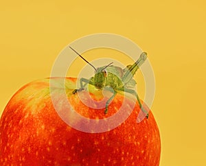 A Grasshopper On An Apple