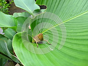 A grasshopper on a banana leaf