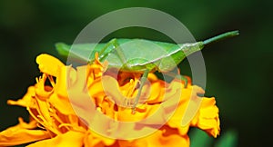 Grasshopper on a beautiful flower
