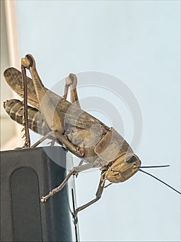 Grasshopper