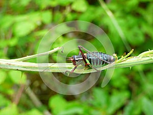 Grasshopper black and green on a stem