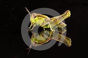 Grasshopper on black with reflection