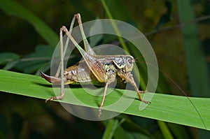 Grasshopper on blade of grass 1