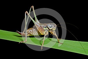 Grasshopper on blade of grass 3