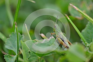 Grasshopper blending in with green leaves.