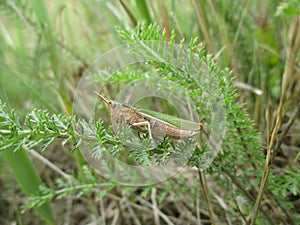 Grasshopper blends naturally into its environment with a pair of leaflike wings