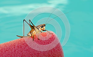 Grasshopper on blue background
