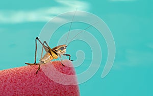 Grasshopper on blue background