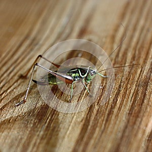 Grasshopper on a board in a square.