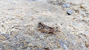 Grasshopper on Boulder - Macro