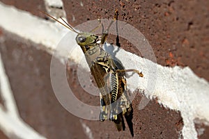 Grasshopper on Brick Wall