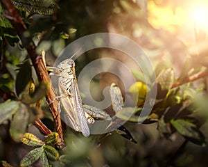 Grasshopper on a bush branch