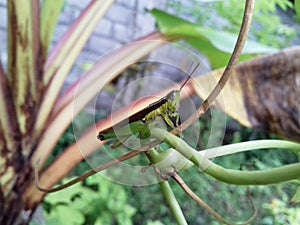 Grasshopper among the bushes