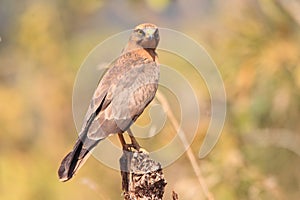 Grasshopper buzzard