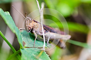 Grasshopper, Caelifera, hidden in green grass in extreme macro s