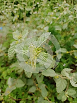 Grasshopper camouflage on leaves