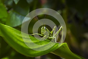 A grasshopper camouflage on the top of the plant leaf